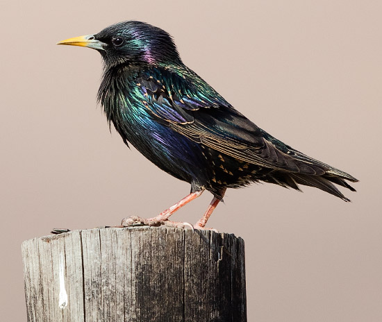 Common Starling